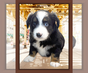 Miniature Australian Shepherd Litter for sale in PENSACOLA, FL, USA