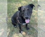 Small #2 Australian Shepherd-Irish Wolfhound Mix