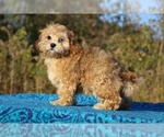 Small #39 ShihPoo
