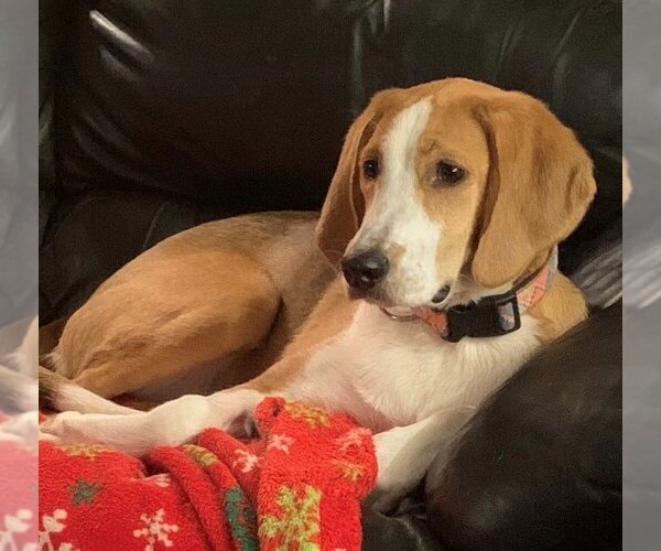 Medium Photo #2 Beagle Puppy For Sale in Monkton, MD, USA