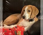 Small Photo #2 Beagle Puppy For Sale in Monkton, MD, USA