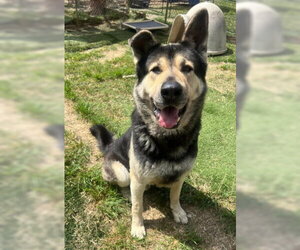 Tri Tip - Male Akita-German Shepherd Dog Mix Dog for Adoption - Photo #5