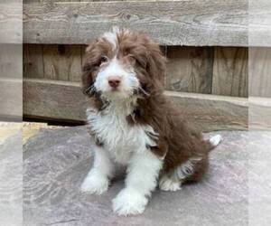 Aussiedoodle Miniature  Puppy for sale in DRY RUN, PA, USA