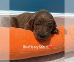 Puppy Stitch Goldendoodle