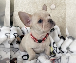 French Bulldog Puppy for sale in VICTORVILLE, CA, USA
