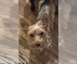 Father of the Yorkshire Terrier puppies born on 09/28/2025