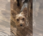 Small Photo #1 Yorkshire Terrier Puppy For Sale in SPRINGFIELD, TN, USA