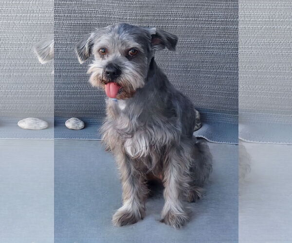 Medium Photo #2 Mutt Puppy For Sale in Pasadena, CA, USA