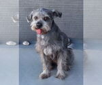 Small #1 Mutt