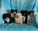 Small #5 Pomeranian
