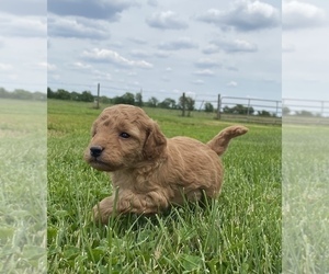 Goldendoodle (Miniature) Puppy for sale in ARCOLA, IL, USA