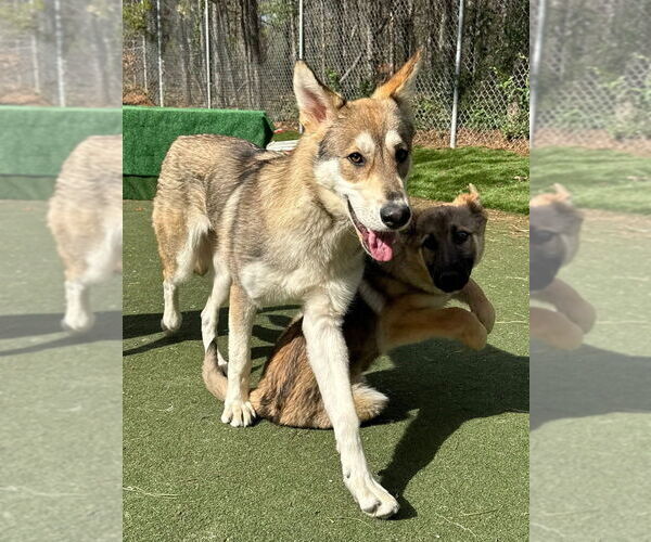 Medium Photo #4 Siberian Husky Puppy For Sale in garner, NC, USA