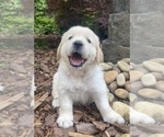 Puppy Nutmeg English Cream Golden Retriever