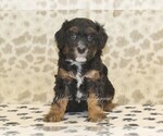 Small #2 Miniature Bernedoodle