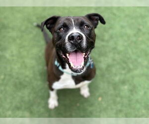 American Pit Bull Terrier-Unknown Mix Dogs for adoption in Chandler, AZ, USA