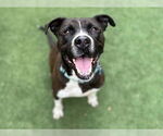 Small American Pit Bull Terrier Mix