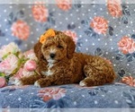 Small Photo #5 Poodle (Miniature) Puppy For Sale in NEW PROVIDENCE, PA, USA