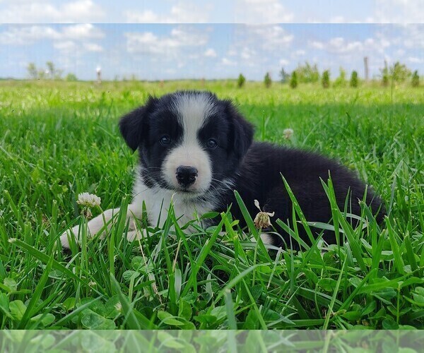 Medium Photo #139 Border Collie Puppy For Sale in NORBORNE, MO, USA