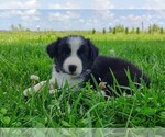 Small Photo #139 Border Collie Puppy For Sale in NORBORNE, MO, USA