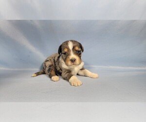 Bernedoodle (Miniature) Litter for sale in BLACK FOREST, CO, USA