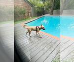 Small #1 German Shepherd Dog