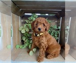 Puppy 3 Doodle-Poodle (Toy) Mix