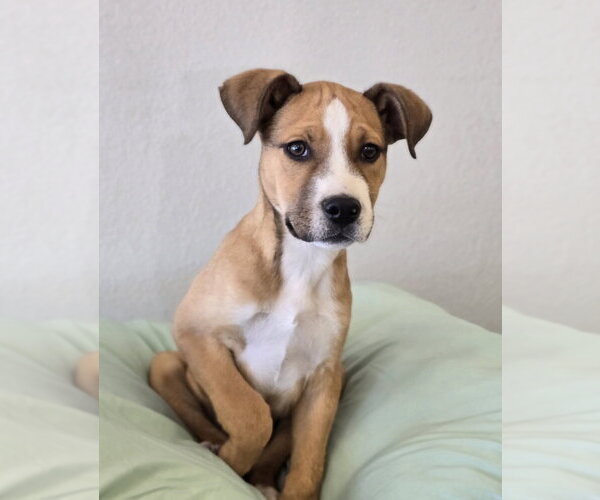 Medium Photo #11 German Shepherd Dog-Unknown Mix Puppy For Sale in Lakewood, CO, USA