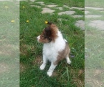 Small Photo #2 Shetland Sheepdog Puppy For Sale in ROCKWOOD, PA, USA