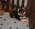 Puppy Puppy 3 Pomeranian