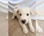 Small #3 Siberian Husky Mix