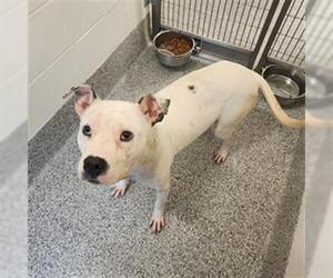 American Pit Bull Terrier-Unknown Mix Dogs for adoption in Houston, TX, USA