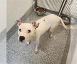 Small American Pit Bull Terrier Mix