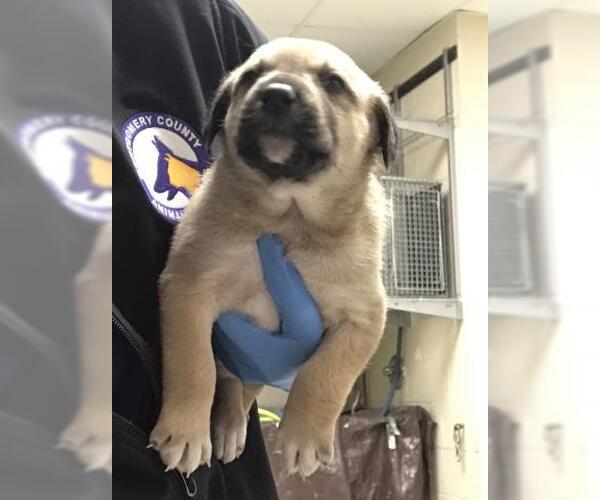 Medium Photo #1 Labrador Retriever-Unknown Mix Puppy For Sale in Conroe, TX, USA