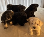 Small #21 Schnauzer (Miniature)