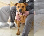 Small #3 Labrador Retriever Mix