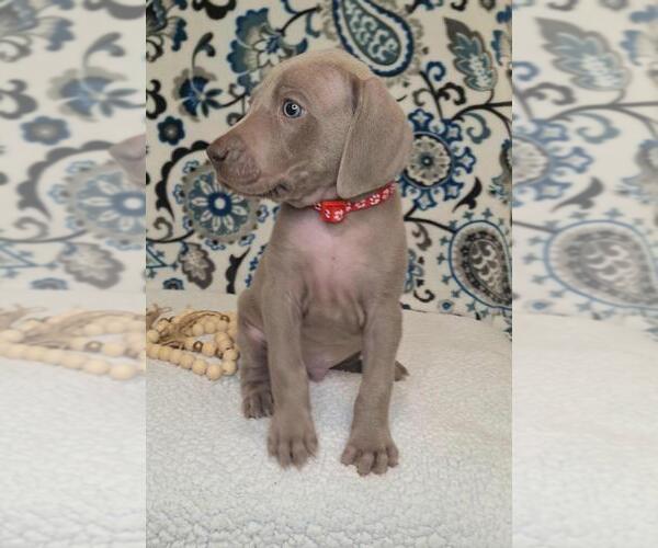 Medium Photo #3 Weimaraner Puppy For Sale in LEWISBURG, KY, USA