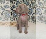 Small #2 Weimaraner