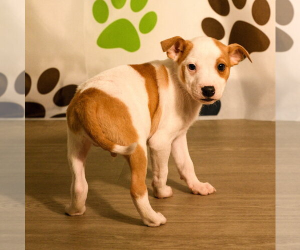 Medium Photo #1 Mutt Puppy For Sale in Brooklyn Center, MN, USA