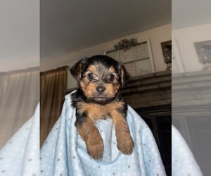 Yorkshire Terrier Puppy for Sale in LEXINGTON, Georgia USA