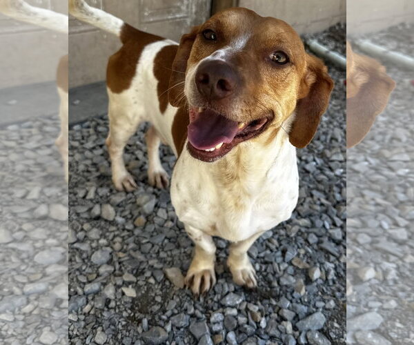 Medium Photo #4 Bagle Hound Puppy For Sale in Corning, AR, USA
