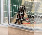 FURRGIE - Female German Shepherd Dog-Unknown Mix Dog for Adoption - Small photo
