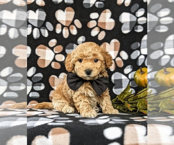 Medium Photo #3 Bichpoo Puppy For Sale in CHRISTIANA, PA, USA
