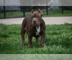 Small Photo #11 American Bully Puppy For Sale in BOLIVAR, MO, USA