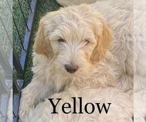 Double Doodle Puppy for sale in EL CAJON, CA, USA