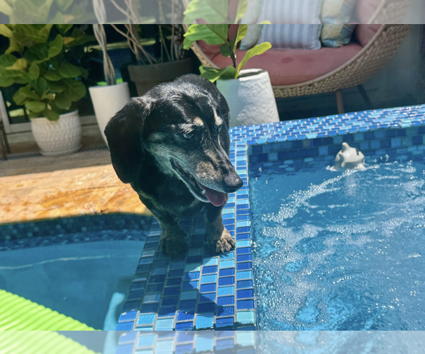 Medium Photo #4 Dachshund Puppy For Sale in Weston, FL, USA