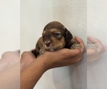 Small #6 Bernedoodle (Miniature)