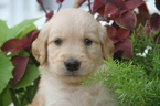 Small Photo #1 Golden Retriever Puppy For Sale in MEDIAPOLIS, IA, USA