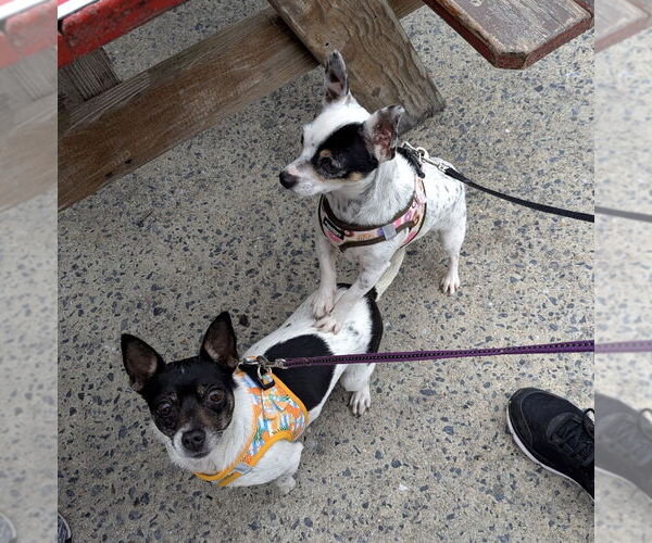 Medium Photo #12 Rat-Cha Puppy For Sale in Sykesville, MD, USA