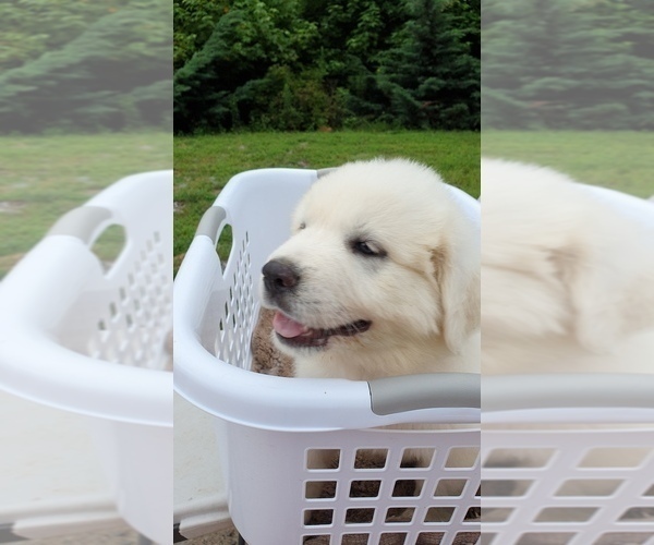 Medium Photo #3 Great Pyrenees Puppy For Sale in GREENEVILLE, TN, USA