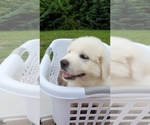 Small Photo #3 Great Pyrenees Puppy For Sale in GREENEVILLE, TN, USA